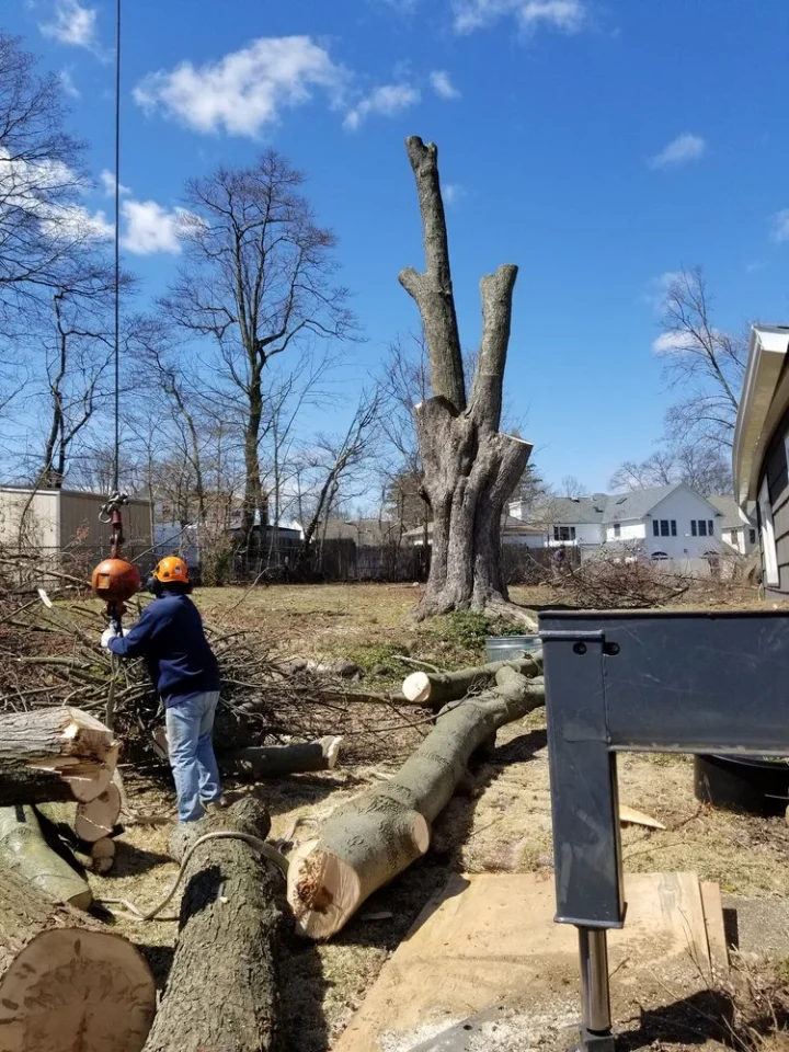 man doing tree removal