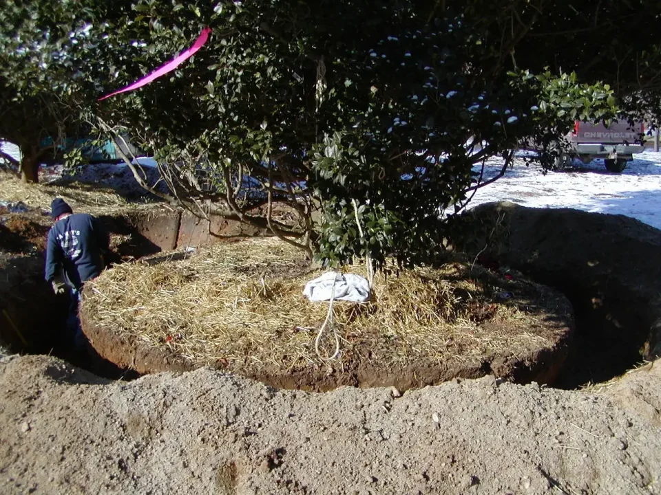large tree planting in dirt