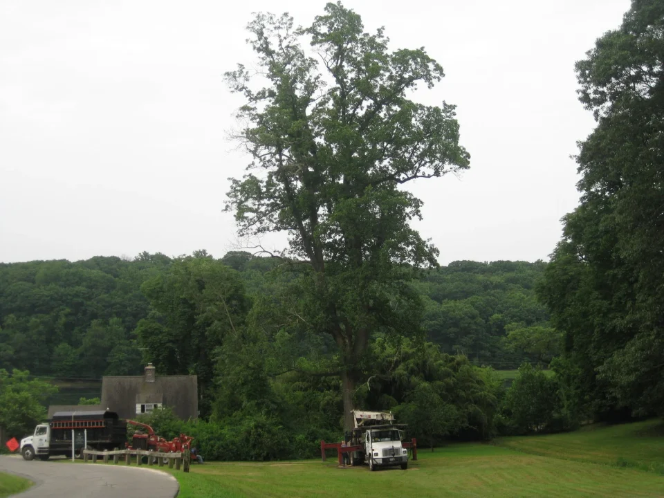 lamay staff on site cutting down tree