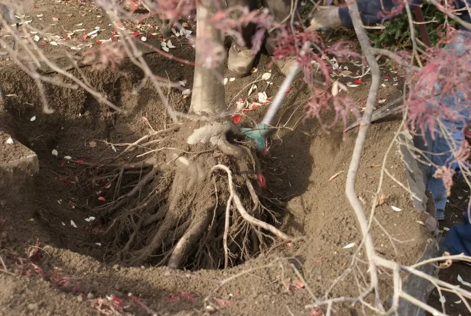 clearing ground roots