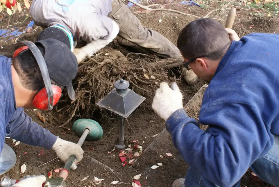 removing tree from around landscape light
