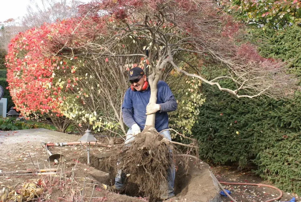 removing tree from ground