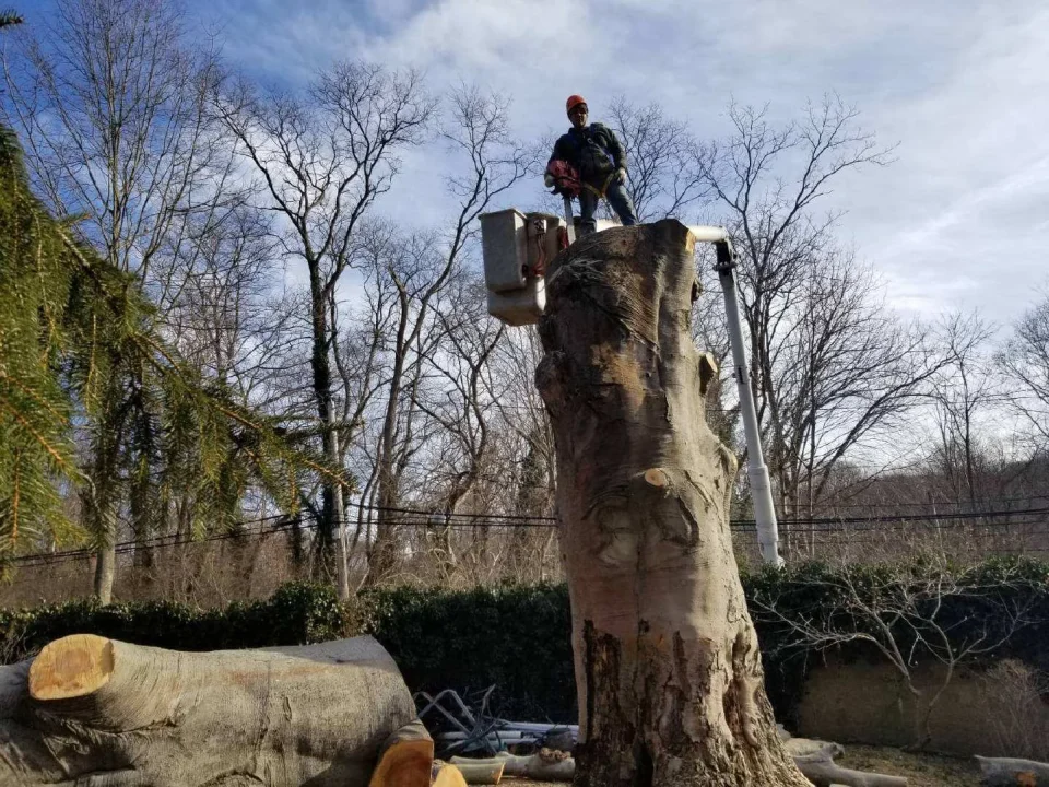 man on tree stump on site