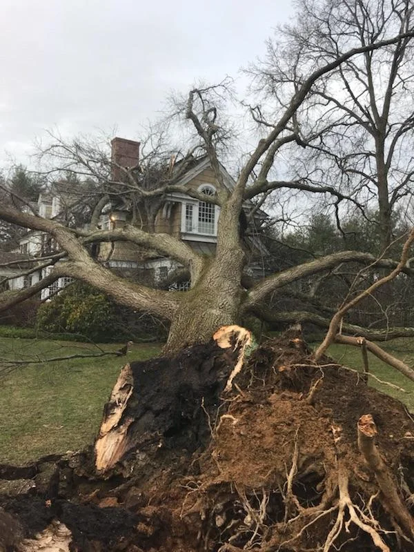 large tree removal