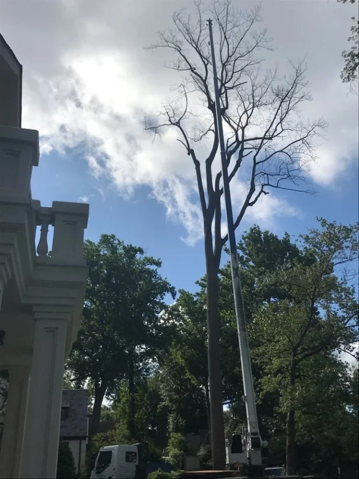 on site tree trimming
