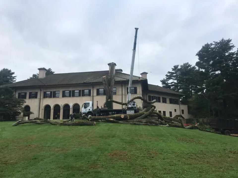 residential tree removal