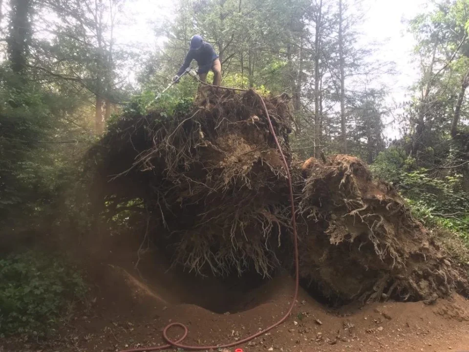 lamay tree removal services in action