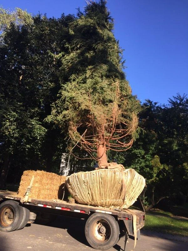 unplanted tree on the move