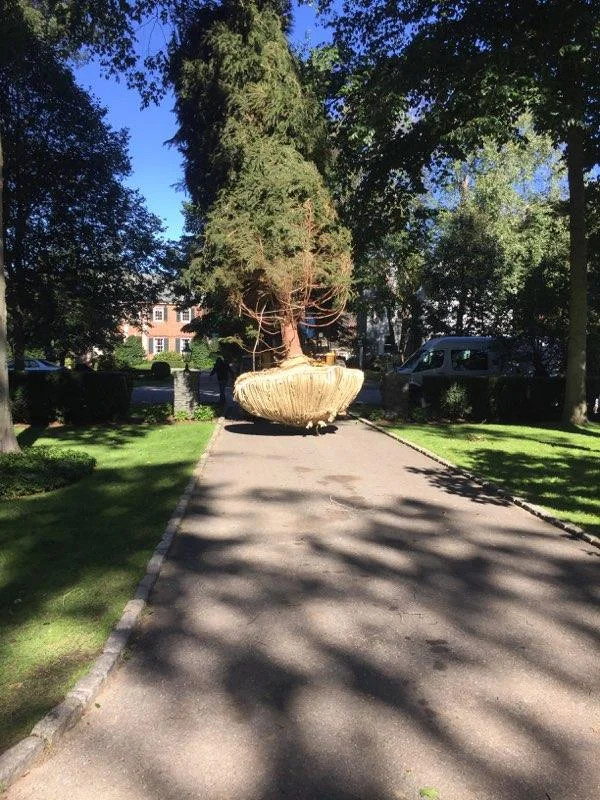 unplanted tree on the move