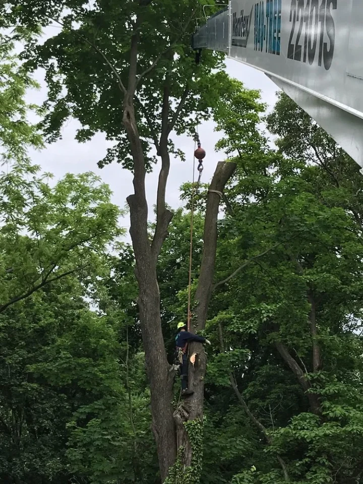 lamay tree trimming