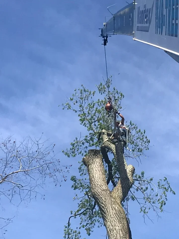 lamay tree trimming