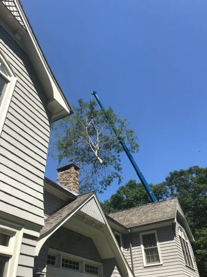 residential tree trimming