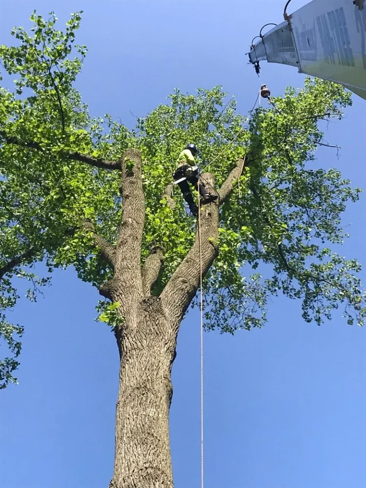 man at work in tree