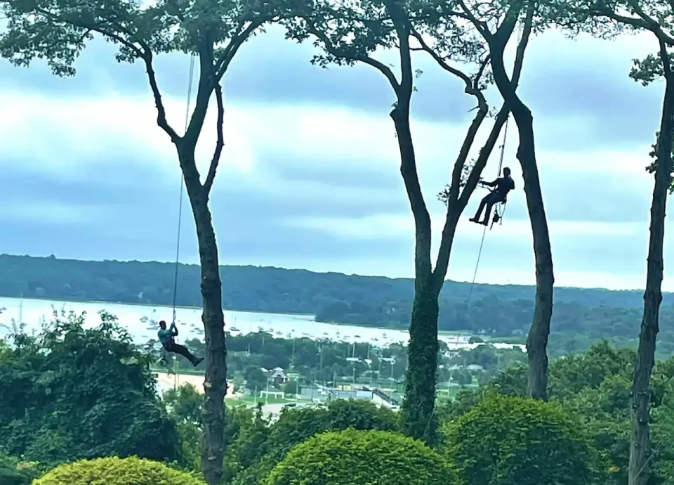 Lamay staff on site for tree services