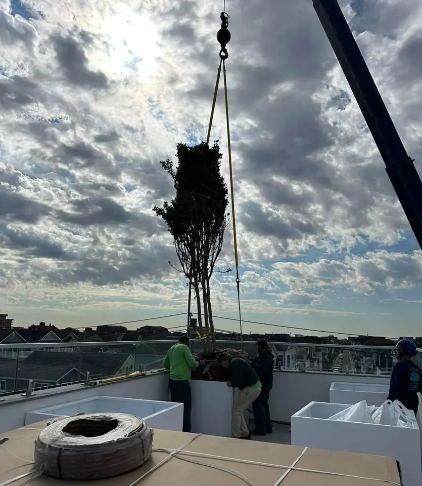 Lamay crane in action