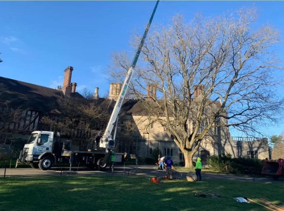 Lamay crane in action