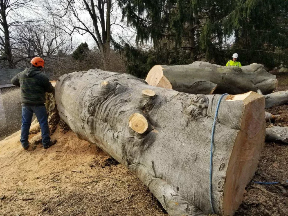 large tree stump on site