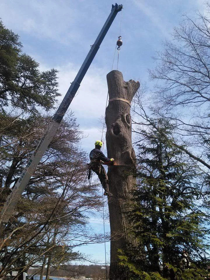 man on large tree branch