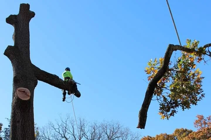 man on large tree branch