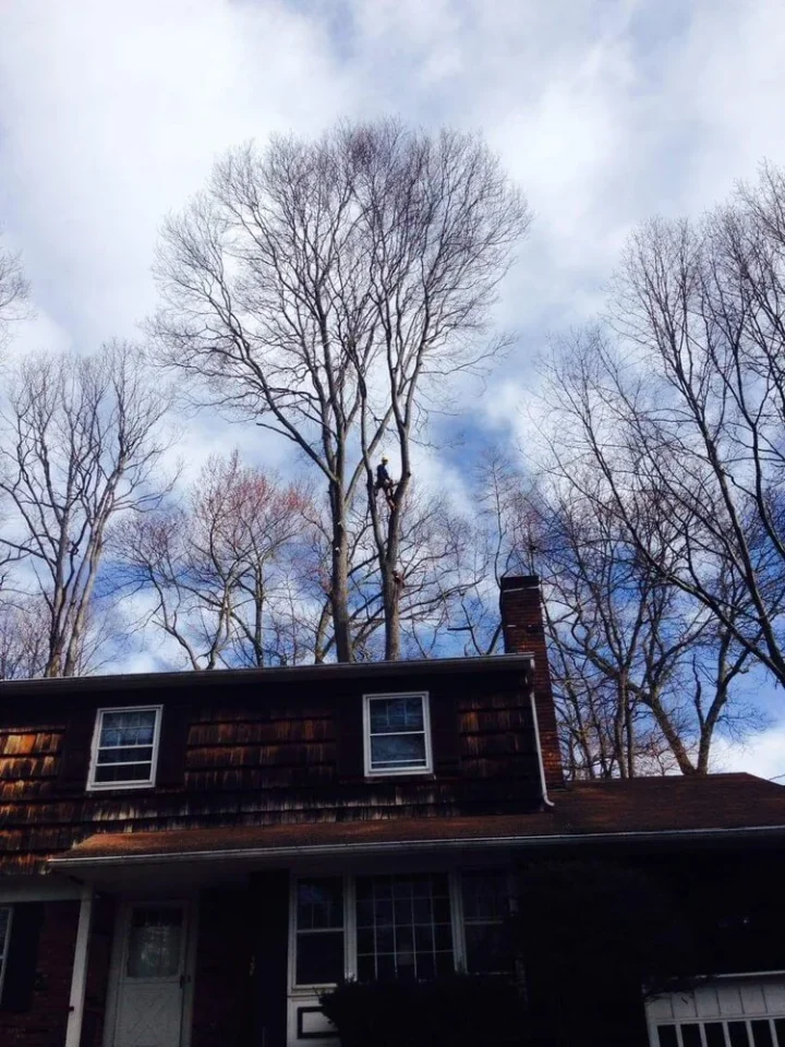 man on site - residential tree work