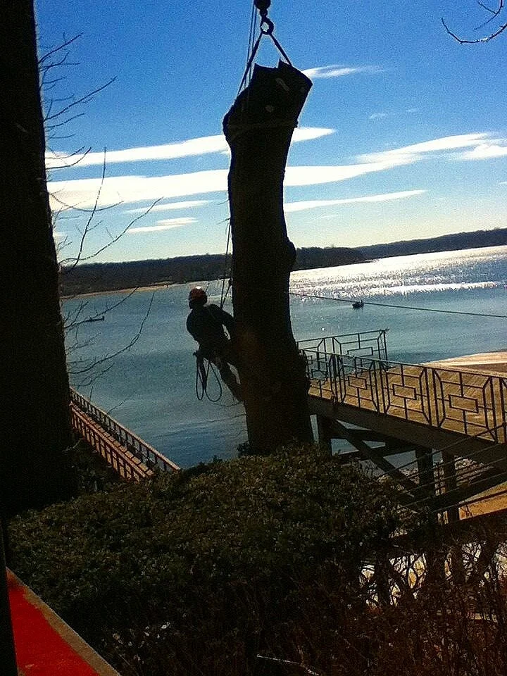 man tied off to large tree for service