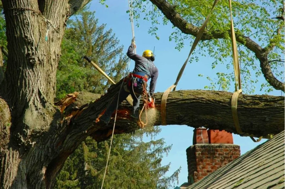 Man using chainsaw on large tree