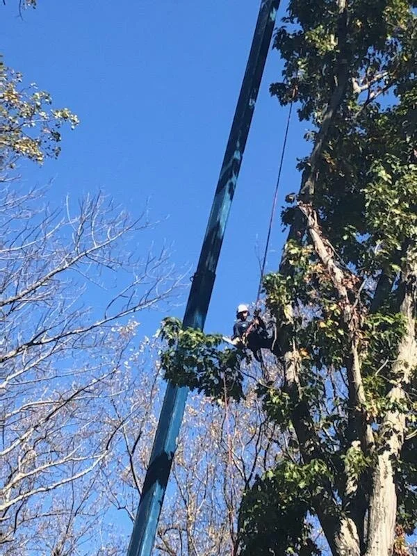 Lamay tree crane at work