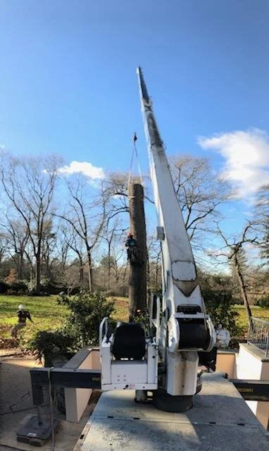 Lamay tree crane at work