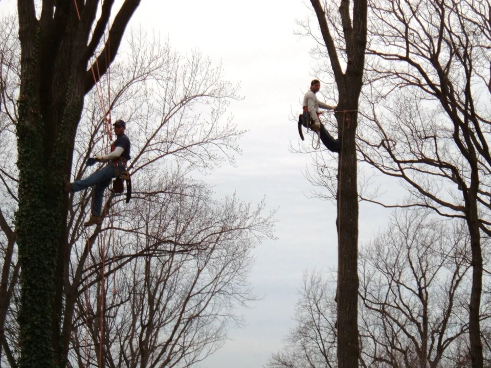 men at work for Lamay Tree Service