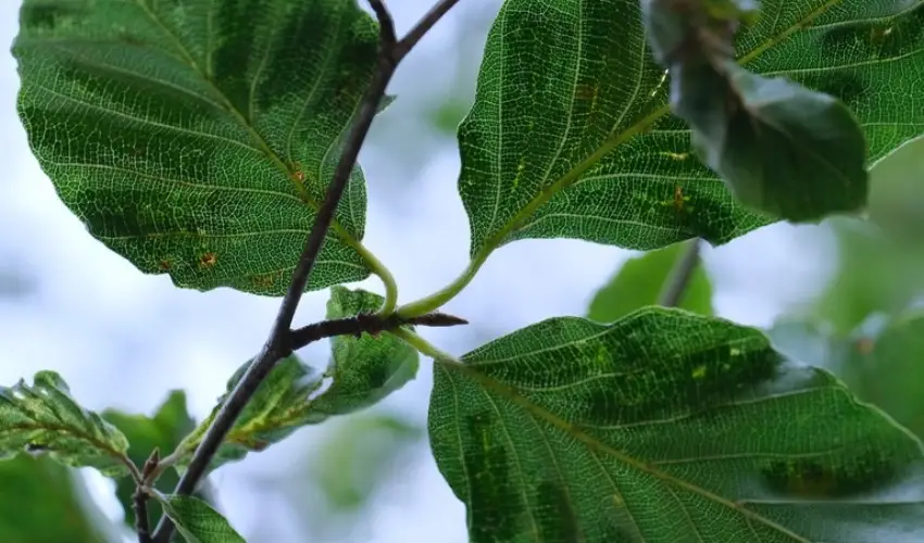 Beech Leaf Disease
