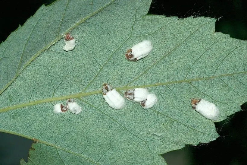 lamay cottony maple scale