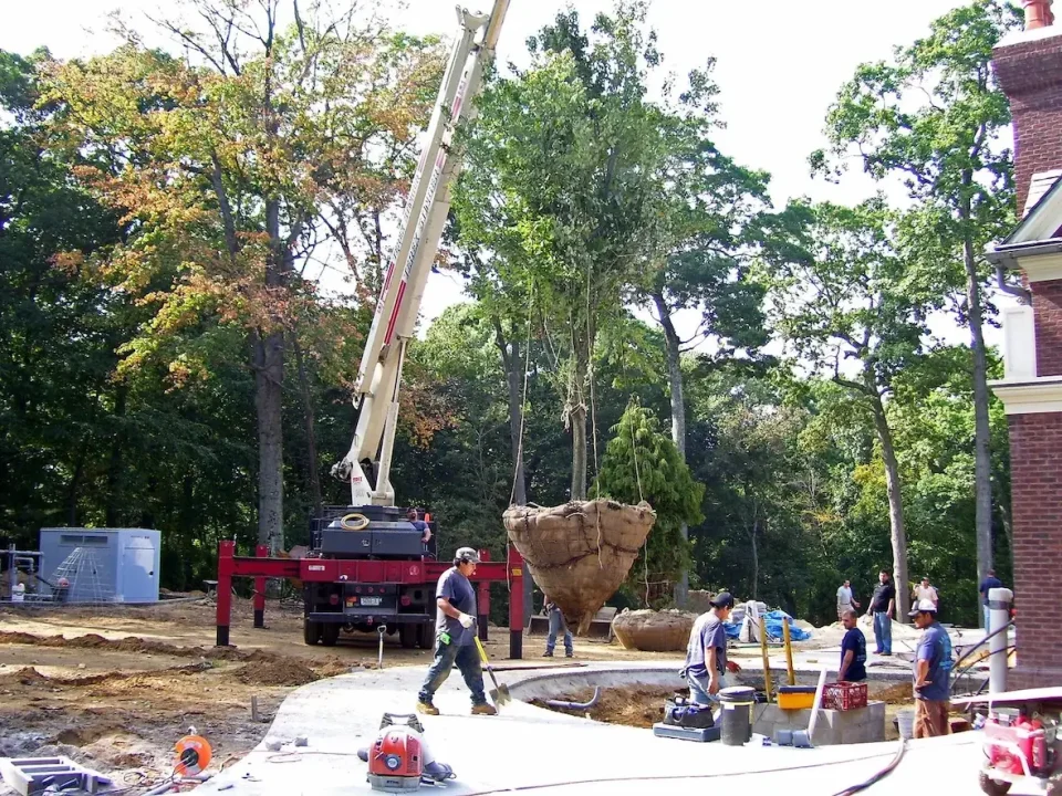 crane placing tree in ground