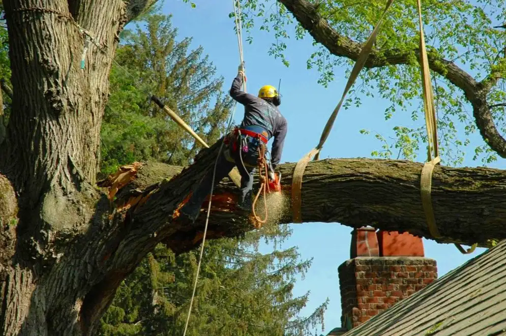 cutting giant limb with chainsaw