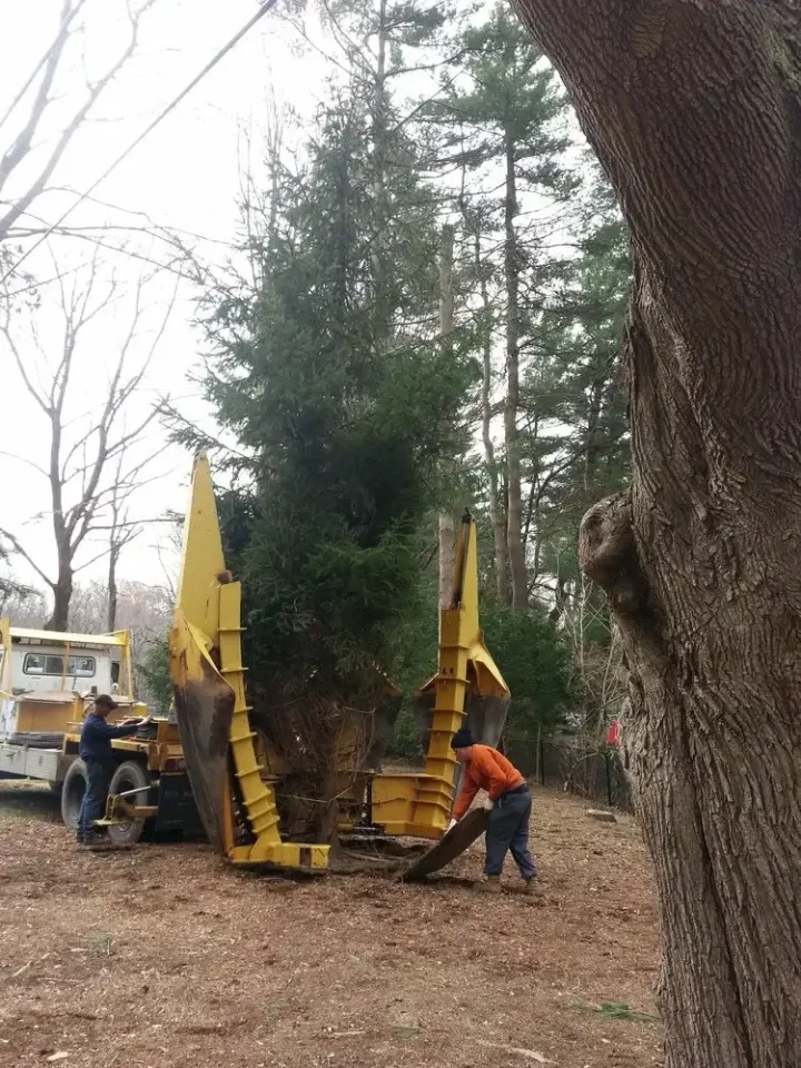 tree being moved