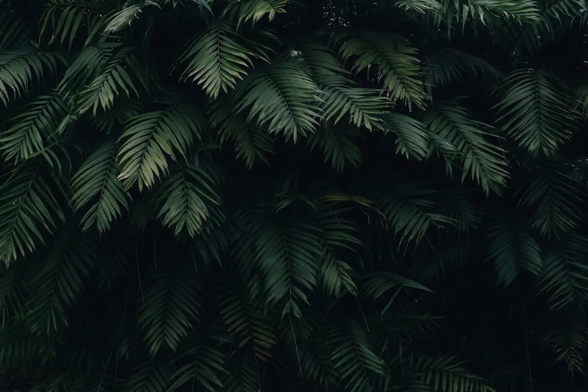 leafy background
