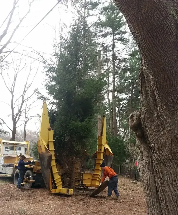 tree being moved