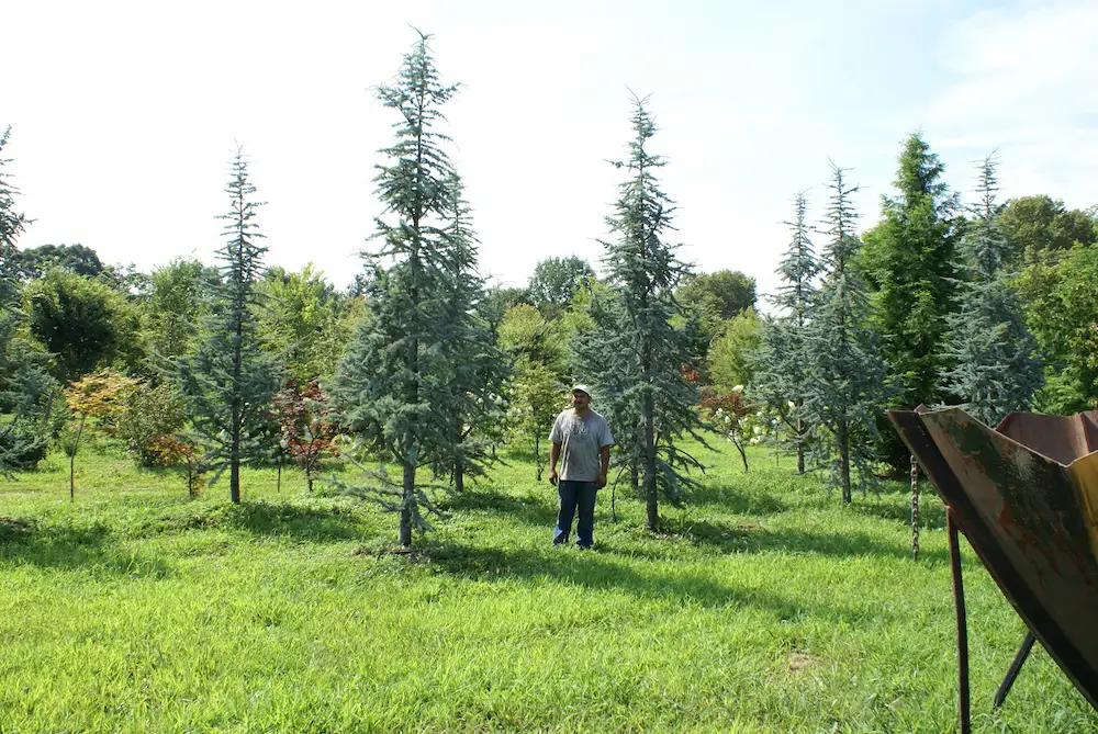8 acre tree farm