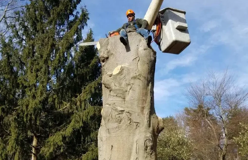 service man on large tree stump