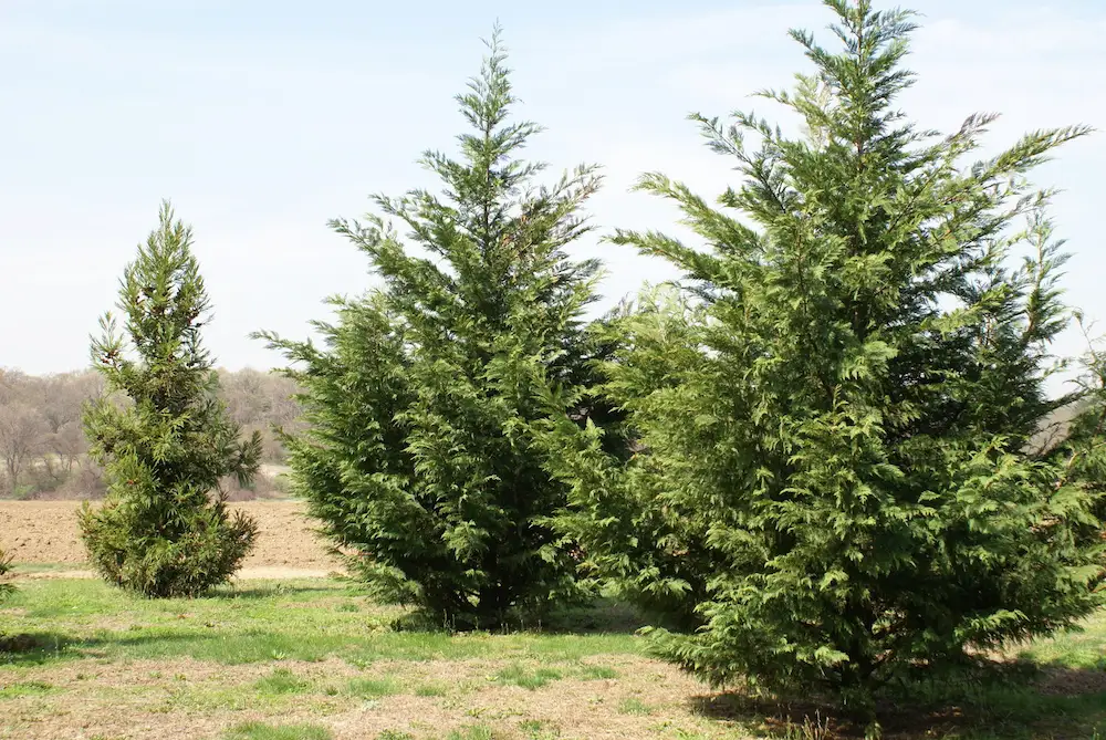 evergreens at lamays tree farm